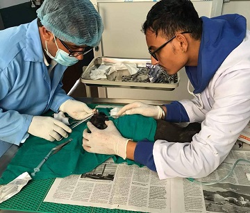 Pet Clinic