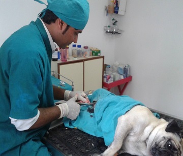 Animal Hospital